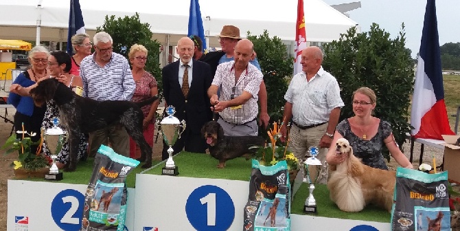 Von Beltztal - Ioury : meilleur chien de l'expo de Strasbourg (Hoerdt) du 28/8/16
