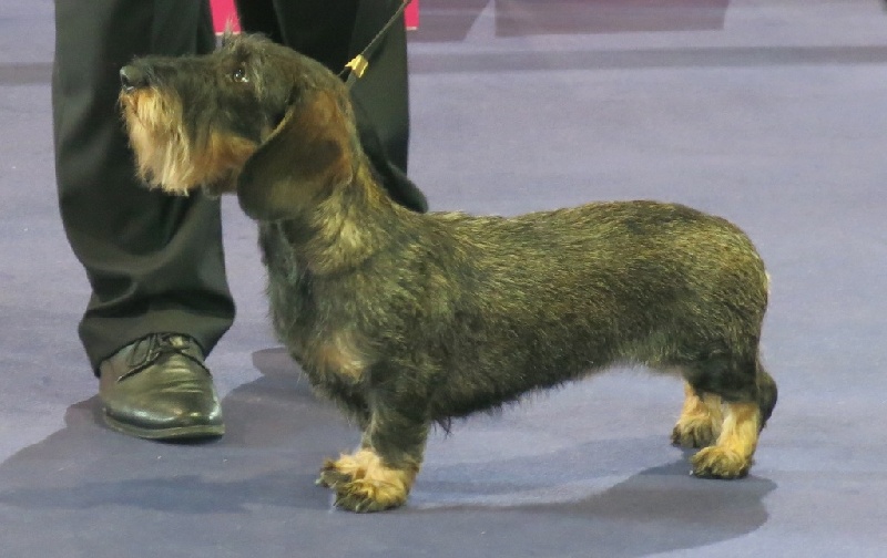 CH. Luby Von Beltztal
