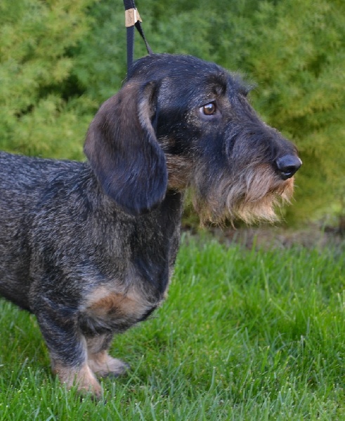 CH. Gina Von Beltztal