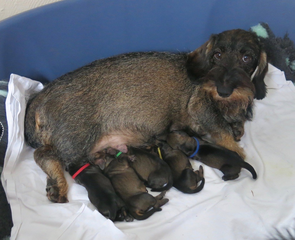 Gina et ses bébés nés le 9 février 2018