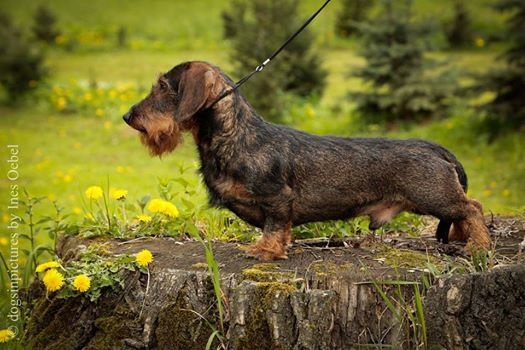 Von Beltztal - Portée en cours : chiots disponibles octobre 2016