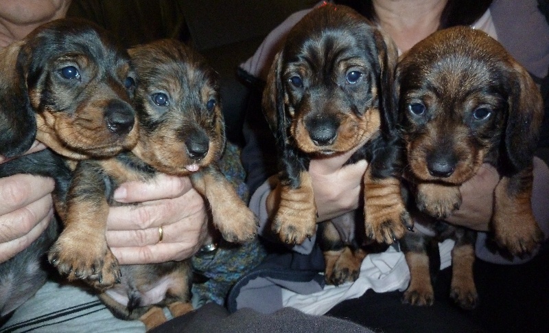 CHIOTS