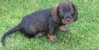 Oscar