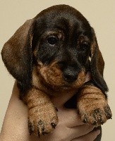 INDY