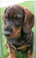 JULO  (jaune)
